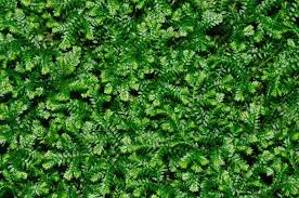 Image result for Selaginella congoensis