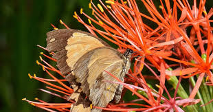 Image result for Scadoxus