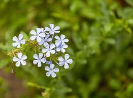 Semina, coltivazione e cura dei fiori : 10 Piante Rampicanti Sempreverdi Per Il Tuo Giardino