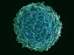 Image result for B-Lymphocyte