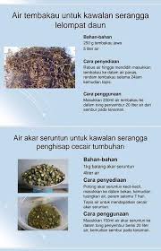 Tutorial cara buat baja organik air beras dengan ajinomoto yang betul. Cara Buat Racun Serangga Organik Viral Muafakat Johor Facebook