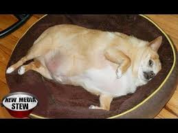 About 0% of these are pet collars & leashes, 2% are pet apparel & accessories, and 1% are pet beds & accessories. Fat Dogs And Cats Go Viral Adorable Fat Pets Youtube