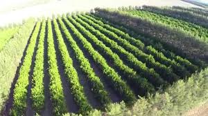 Jackfruit tree is native to southwest india and the fruit is largest tree borne fruit. Fly Over Fruit Tree Farm Dji F550 Multicopter Drone Aerial Video Footage Gopro Youtube