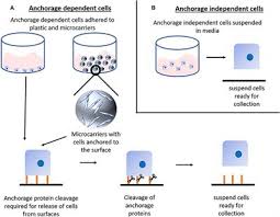 Some of the specific equipment and. Frontiers Scale Up Technologies For The Manufacture Of Adherent Cells Nutrition