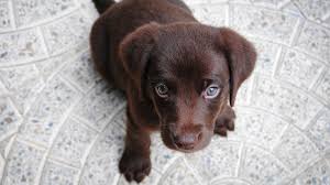 Indian spitz is an indian breed dog and it is one of the cheapest dogs available. The Indian Dogs That Are Dying Out Because Everyone Wants A Labrador Quartz India