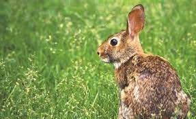 How to get rid of rabbits eating garden. Natural Ways To Get Rid Of Rabbits In The Garden 16 Tips 2021