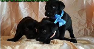 Labrador Fiyatlari Labrador Retriever Labrador Yavrulari Labrador Retrievers