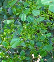 Image result for Rinorea ilicifolia