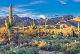 The saguaro (/səˈwɑːroʊ/, spanish pronunciation: Stunning Saguaros Ten Fascinating Facts About Saguaro Cacti Desert Diaries