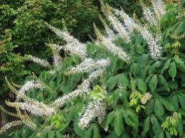 Check spelling or type a new query. Landscaping Native Plants