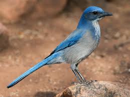 Black And White Birds In California Woodhouse S Scrub Jay Aphelocoma Woodhouseii Photo By Chris Wood Macaulay Libray Via All About Birds Cornell Lab Of Ornitholo Blue Jay Birds Ornithology