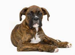 4284 cass street, san diego, ca 92109. Boxer Dog Lying Down