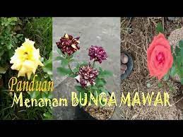 Selain itu, anda juga boleh mencampurkan baja organik dengan tanah yang anda gali untuk membuat lubang tadi, yang juga. Tips Panduan Menanam Bunga Mawar Di Pekarangan Agar Tumbuh Subur Youtube