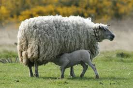 La Famille Des Moutons Petites Mains