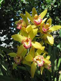 Cymbidium Orchid Problem Likely Due To Temperature Press Enterprise