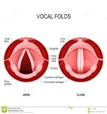 Una mujer deambula por su casa esperando señales de su amante que la ha abandonado. La Voz Humana Cordones Vocales Abiertos Y Cerrados Canas De La Voz Ilustracion Del Vector Ilustracion De Vector Garganta 117475628