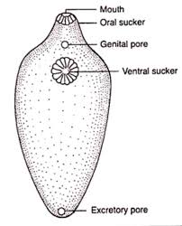 Your kidneys provide a vital function for your body to filter blood and produce urine. Diagram Based Question Draw The Diagram Of Liver Fluke Snapsolve