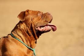 Comment Punir Un Chiot Chien De Maniere Juste Quand Il Fait Des Betises