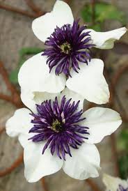 I Love These I Wish I Knew What Kind Of Flowers These Were Clematis Flower Clematis Plants Beautiful Flowers