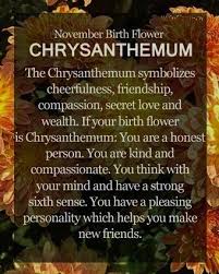 Flowers Of The Month Chrysanthemums In November Sasilkgems Studio In 2020 November Birth Flower Birth Flowers Birth Month Flowers