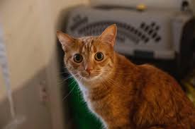 Sie macht das grosse geschäft nur noch auf den teppich. Hilfe Meine Katze Uriniert Ausserhalb Der Katzentoilette Was Soll Ich Tun Firstvet