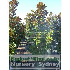 Wholesale nursery usa casa verde farms, inc. Budget Wholesale Nursery New Stock Now In