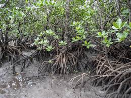 Image result for Rhizophora mucronata