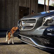 Mercedes Benz Usa On Instagram Beagle Meet Benz Mbphotocredit Joshrubin Mercedes Benz Sclass S63amg S63 Mercedes Benz Mercedes Mercedes Benz Logo