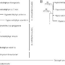 Image result for Hypselodelphys scandens