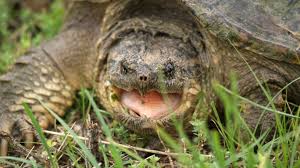 Being bit by a turtle is usually nocuous, but they can also be very painful and serious. 10 Biting Facts About Snapping Turtles Mental Floss