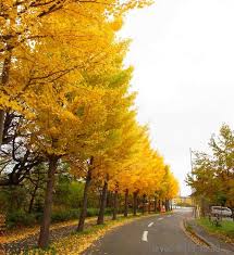 紅葉 樹まぐれ日記樹まぐれ日記