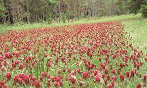 And south the best time to plant is august, september and october. Planting The Best Clover Food Plots For Deer And Turkey Advanced Hunter