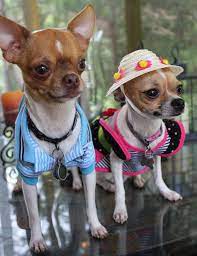 Pin On Dorky Doggies