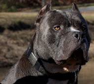 Whatever you're shopping for, we've got it. Pitbull Dog Collar Handmade Black And Brown Leather Dog Collar American Pitbull Terrier Harness Collar Leash Muzzle Pitbull Supplies 2021 Buy Now