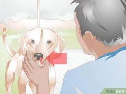 Contact your veterinarian promptly to have your dog seen. How To Treat Nosebleeds In Dogs With Pictures Wikihow