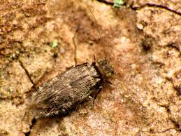 Image result for Dichilus lebeckioides