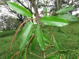 Image result for Sapium
