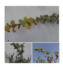 Image result for Suaeda vermiculata