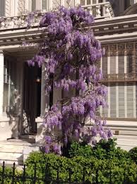 Wisteria Blooming March 2017 San Francisco Ca Home Garden Design Garden Design Wisteria