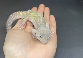 レオパ ”ブリザード” | マシュマロパンダ