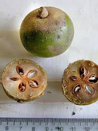 Image result for Chrysophyllum