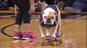 We did not find results for: Jack The Bulldog Gifs Get The Best Gif On Giphy