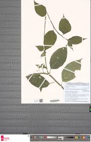 Image result for Erythrococca atrovirens