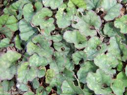 Image result for Merremia emarginata