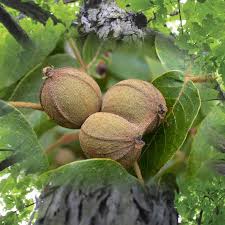 نتیجه جستجوی لغت [hickory] در گوگل