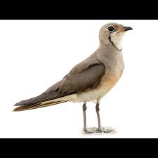 Image result for Calvoa orientalis