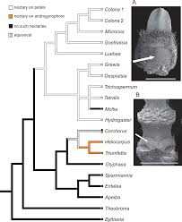 Image result for Clappertonia polyandra