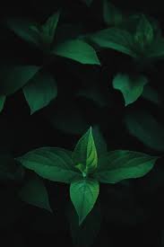 100 Dark Pictures Hd Download Free Images On Unsplash Dark Wallpaper Leaf Background Mystic Wallpaper