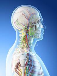 The head rests on the top part of the vertebral column, with the skull joining at c1. Male Head And Neck Anatomy Digital Illustration Veins Normal Stock Photo 308620514