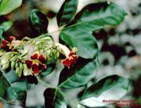 Image result for Markhamia zanzibarica